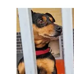 Znaleziono psa, Wrocław, 24 grudnia 2025