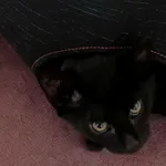 Znaleziono kota, Wałbrzych, 29 grudnia 2025