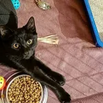 Znaleziono kota, Wałbrzych, 29 grudnia 2025