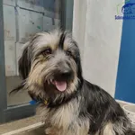 Znaleziono psa, Szczecin, 31 grudnia 2025