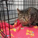 Znaleziono kota, Toruń, 30 grudnia 2025