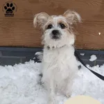 Znaleziono psa, Gdynia, 1 stycznia 2026