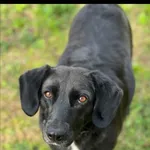 Zaginął pies, Sokola Góra, 1 stycznia 2026