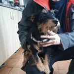 Pies do adopcji, Sosnowiec, 31 grudnia 2025