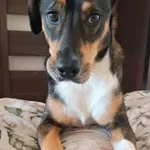 Zaginął pies, Lublin, 1 stycznia 2026