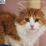 Kot do adopcji, Chmielnik, 1 stycznia 2026