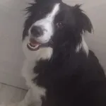 Zaginął pies, Świebodzin, 1 stycznia 2026