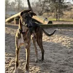 Pies do adopcji, Wrocław, 6 listopada 2025