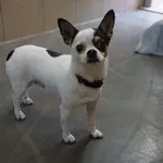 Pies do adopcji, Kraków, 17 grudnia 2025