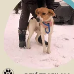 Znaleziono psa, Dąbrówka, 30 grudnia 2025