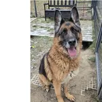 Pies do adopcji, Wrocław, 6 listopada 2025