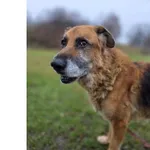 Pies do adopcji, Wrocław, 22 listopada 2025