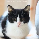 Kot do adopcji, Chmielnik, 1 stycznia 2026