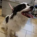 Pies do adopcji, Kraków, 17 grudnia 2025