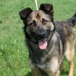 Pies do adopcji, Tatary, 17 września 2017