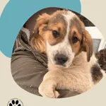 Znaleziono psa, Dąbrówka, 30 grudnia 2025