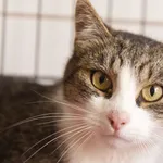 Kot do adopcji, Sosnowiec, 20 sierpnia 2025