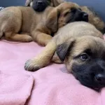 Pies do adopcji, Kraków, 30 grudnia 2025