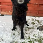 Znaleziono psa, Czartki, 2 stycznia 2026