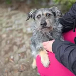 Pies do adopcji, Radom, 1 stycznia 2026