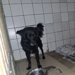 Pies do adopcji, Orzechowce, 31 grudnia 2025