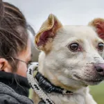 Pies do adopcji, Radom, 1 stycznia 2026