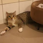 Kot do adopcji, Częstochowa, 2 sierpnia 2025