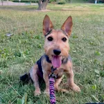 Zaginął pies, Lublin, 2 stycznia 2026