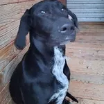 Pies do adopcji, Orzechowce, 8 kwietnia 2026