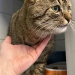 Znaleziono kota, Lublin, 24 grudnia 2025