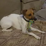 Zaginął pies, Łódź, 1 stycznia 2026