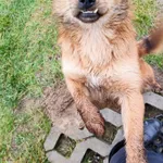 Pies do adopcji, Milanówek, 1 stycznia 2026