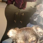 Zaginął pies, Łódź, 31 grudnia 2025