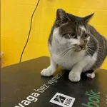 Znaleziono kota, Grudziądz, 1 stycznia 2026