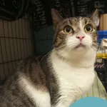 Znaleziono kota, Gdynia, 16 grudnia 2025