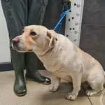 Znaleziono psa, Chełmek, 1 stycznia 2026