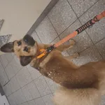 Zaginął pies, Łódź, 31 grudnia 2025