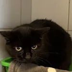 Znaleziono kota, Lublin, 31 grudnia 2025