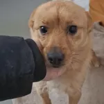 Pies do adopcji, Radom, 1 stycznia 2026