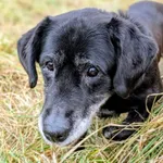 Znaleziono psa, Żywiec, 1 stycznia 2026