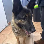 Pies do adopcji, Sosnowiec, 2 stycznia 2026