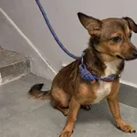 Znaleziono psa, Toruń, 31 grudnia 2025