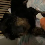 Zaginął pies, Łódź, 2 stycznia 2026