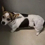 Znaleziono psa, Lublin, 1 stycznia 2026