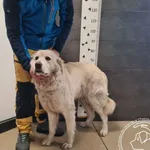 Znaleziono psa, Chełmek, 2 stycznia 2026