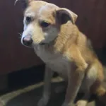 Pies do adopcji, Zgierz, 31 grudnia 2025