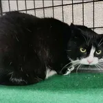 Znaleziono kota, Grudziądz, 3 stycznia 2026