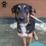 Znaleziono psa, Gdynia, 2 stycznia 2026