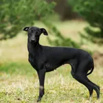 Zaginął pies, Łódź, 2 stycznia 2026