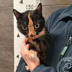 Znaleziono kota, Chełmek, 2 stycznia 2026